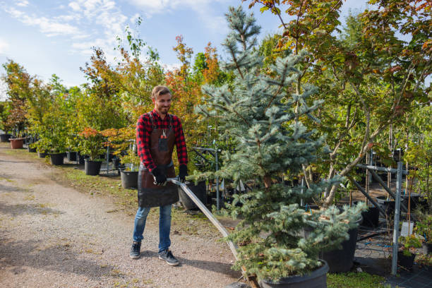 Best Storm Damage Tree Cleanup  in Schriever, LA